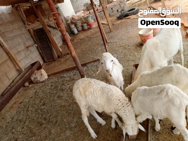 3فطايم صحتهم مشاء الله وخروف
