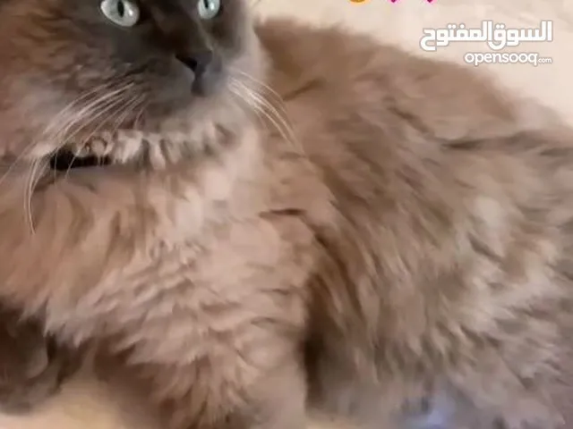 قط هملايا شوكلت للبيع ( ذكر ) هادي ولعوب ، 80JD بافضل سعر ( الوصف مهم )