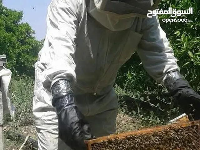 شهد العسل عسل طبيعي بلدي مئة بالمئة مضمون ومكفول بإذن الله تعالى..