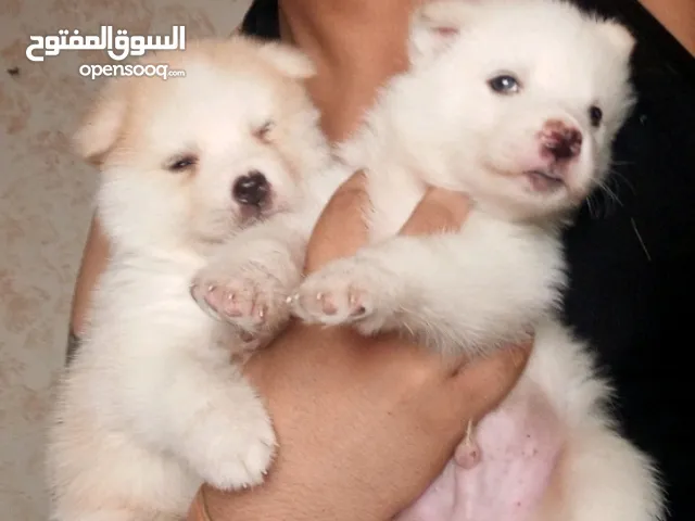 مالموت هاسكي ذكر وانثى