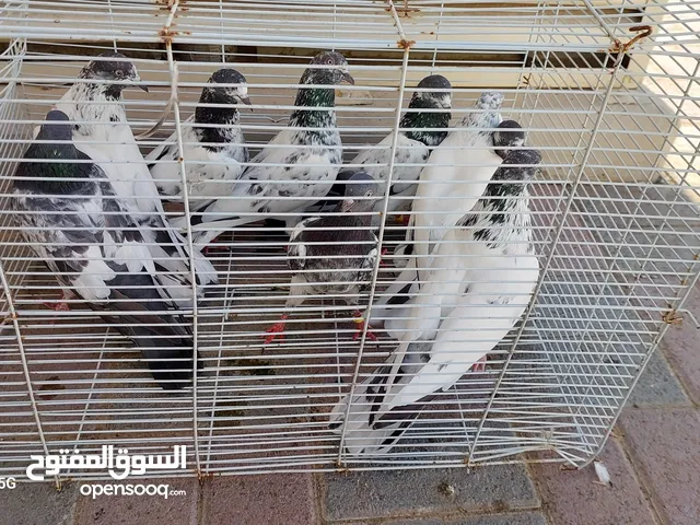 Pakistani pigeons