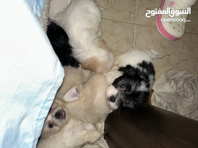 جراوى شيتزو وهافانيز توى سايز – تربية بيت ونظافة عالية