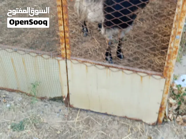 عنز محلي للبيع