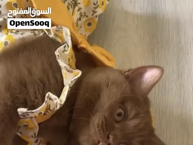 سكوتش فولد وسكوتش ستريت