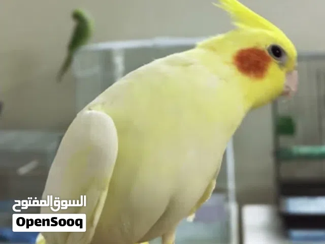 مطلوب طير اليف كوكتيل لاتينو نثيه