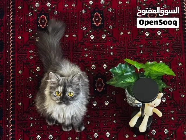 انثى للبيع مع منزلها الخاص