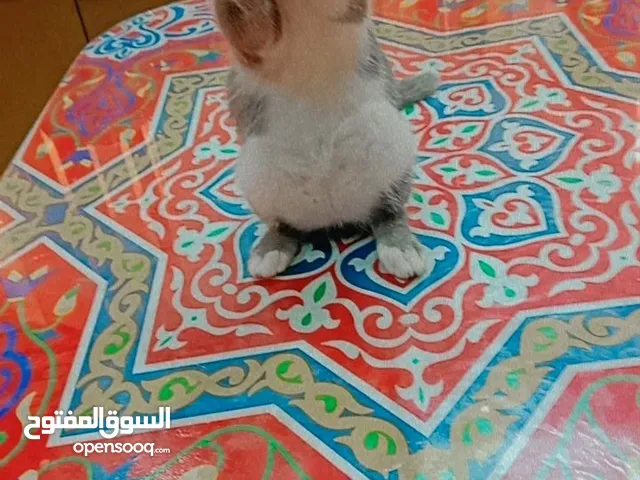 قطة صغيرة للبيع مطعمه و متدربه على الليتر بوكس وتم الكشف عليها من قريب كمتابعه لحالتها الصحيه