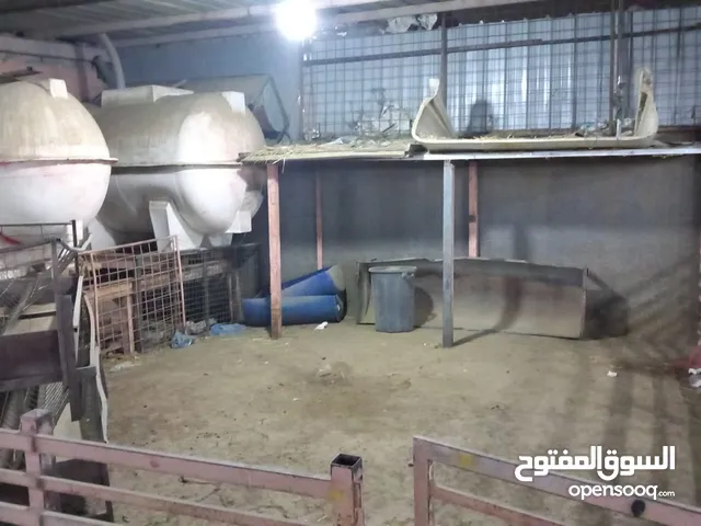 حوش وحظيرة أغنام للايجار