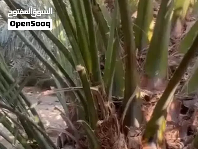 نخل برحي للبيع نخل ابي الخصيب