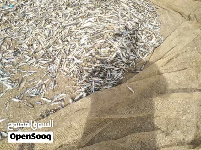 اللبيع عومه يابسه المواشي