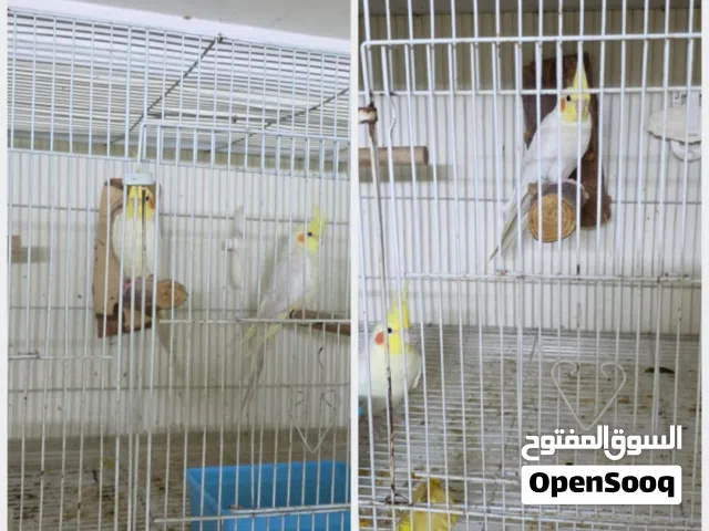 للبيع زوجين كوكتيل لاتينو شرط حجم وصحه ونظافه    تواصل واتساب