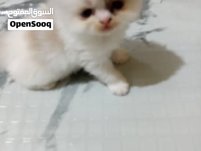 قطط لللبييع