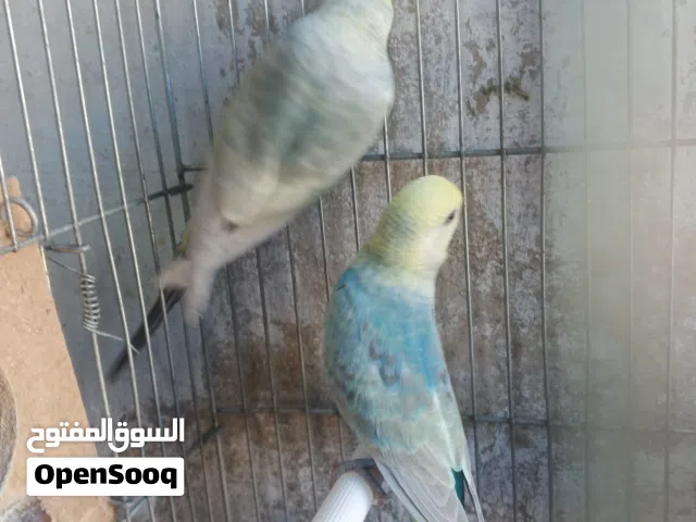 حب رينبو تحتهم فراخ
