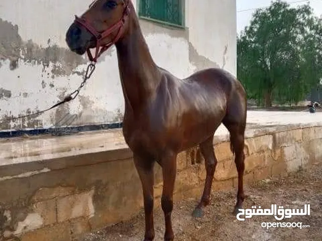 nylon kamkoľvek výkon احصنة عربية اصيلة للبيع Šialenstvo schválenie  rekonštrukcia