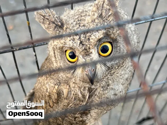 بومة عدد 2 ذكر وانثى