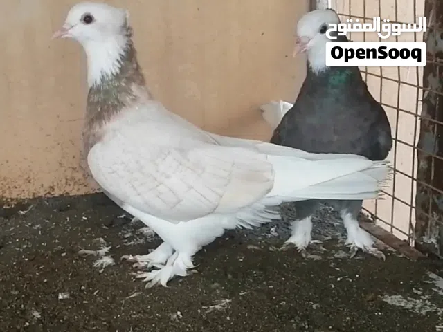 حمام ايرني ذكور وزوج تركي
