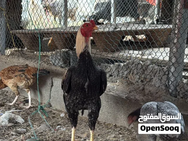 للبيع ديك باكستاني