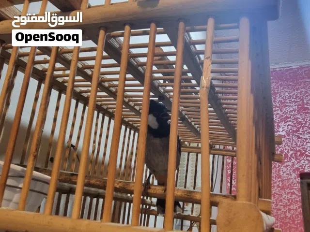 بلبل ربه قفص