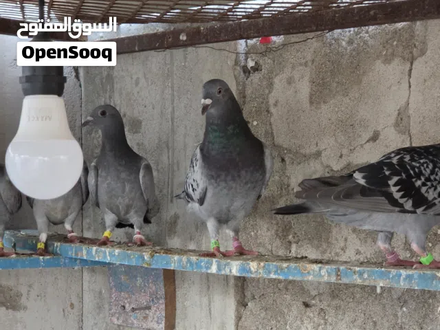 للبيع زواجل طيور صغيره ف سن