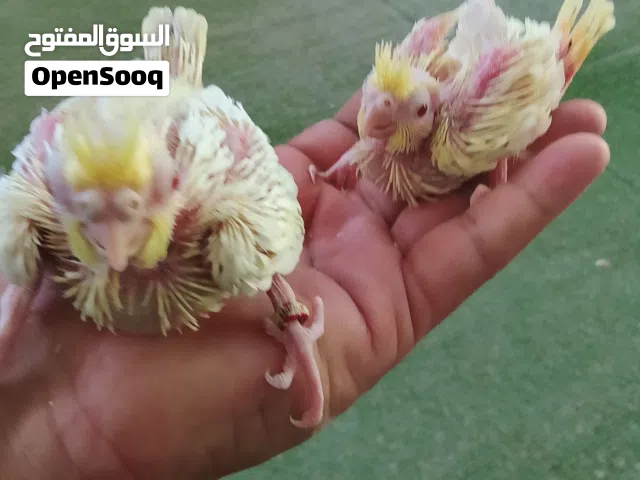 افراخ كوكتيل لاتينو عيون حمر