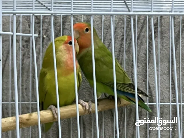 جوز روز للبيع