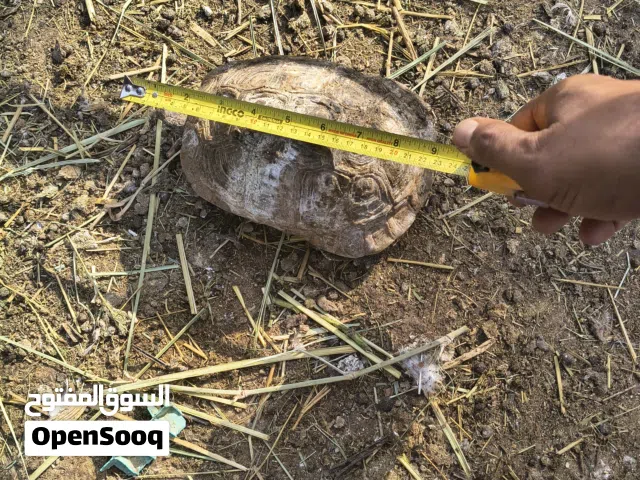 السلحفاة بريه للبيع
