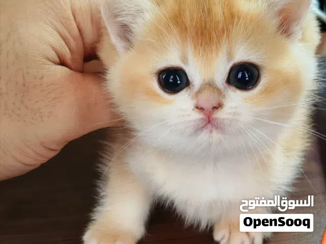 برتش قولدن شانشيلا قطط British shanshila kitten