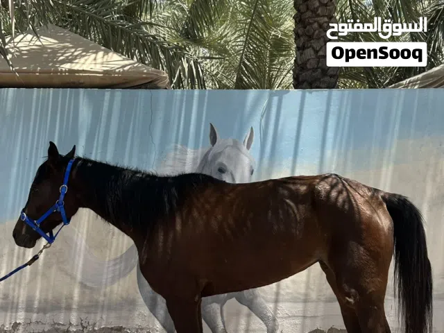 فرس عربية للبيع