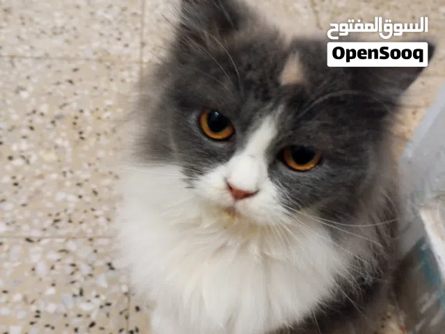 قطوستين للبيع مكان بنغازي