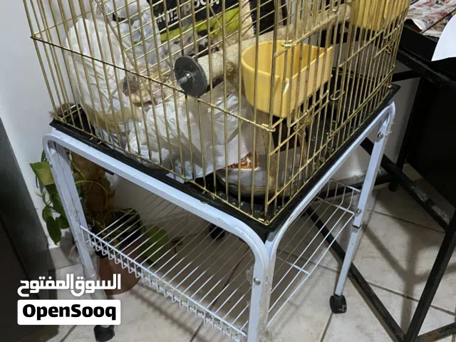 قفص للطيور والببغائات