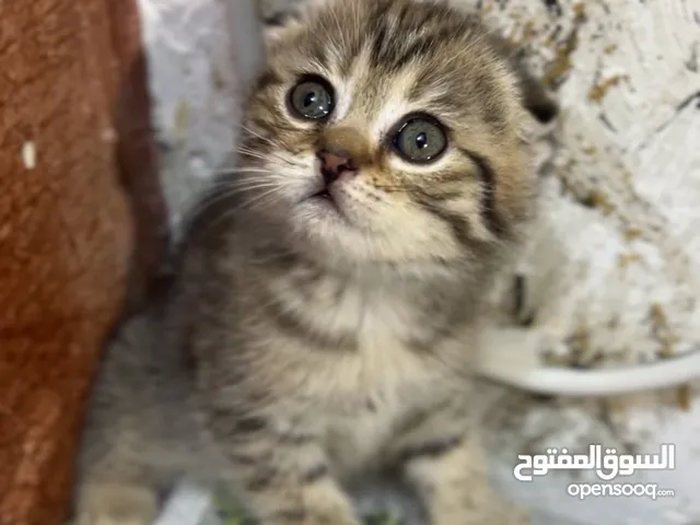 قطط للبيع النوع سكوتش فولد وستريد نقيات وكلش حلوات وصحتهن جيدا متعلمات على التر بوكس الدراي فود