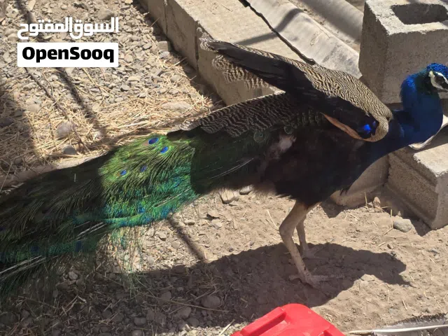 طاووس مع صيصان