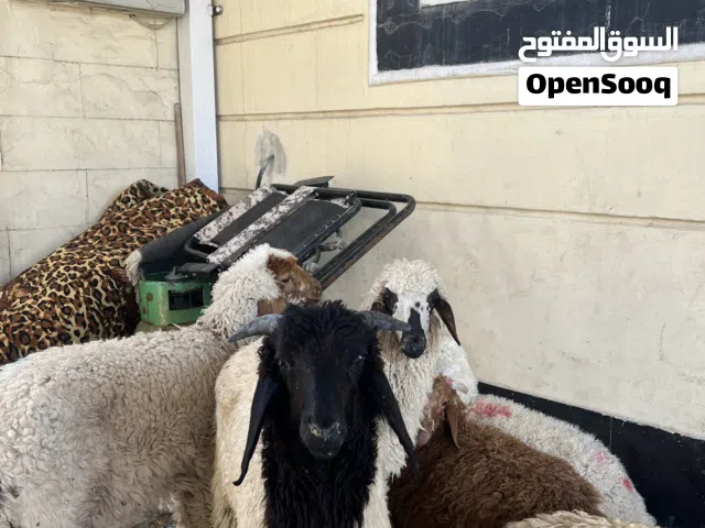 خرفان للبيع