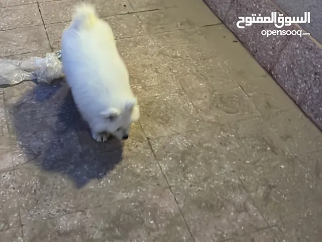 جده ابحر شماليه