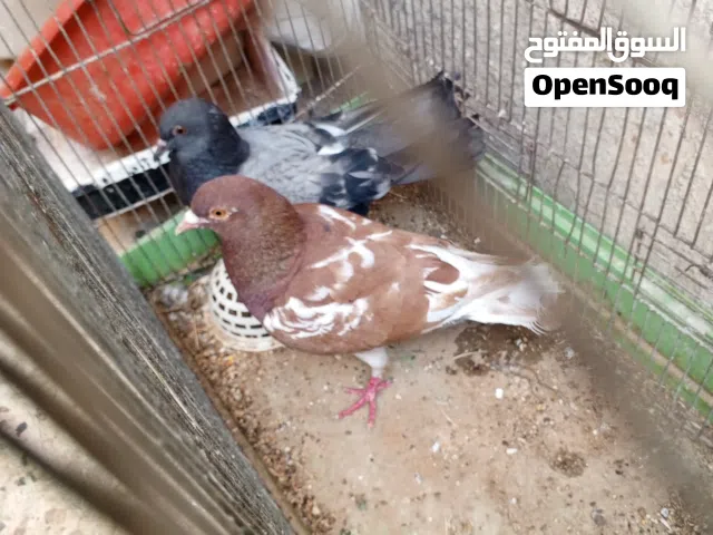 دكر زاجل ودكر عربي...