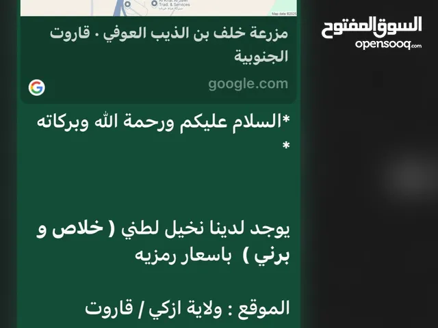 نخيل طني في ولاية ازكي / خلاص و برني