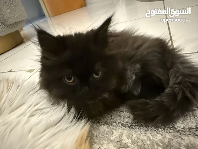 قط أنثى للبيع