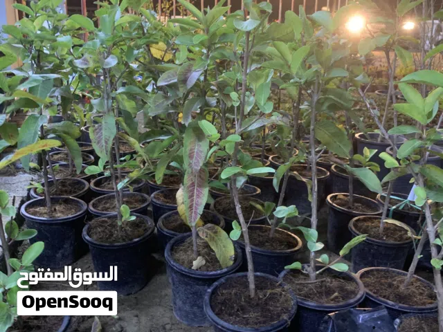 يتوفر شتلات الجوافة الجامبو التايلندية متميزة في الطعم والشكل والحجم