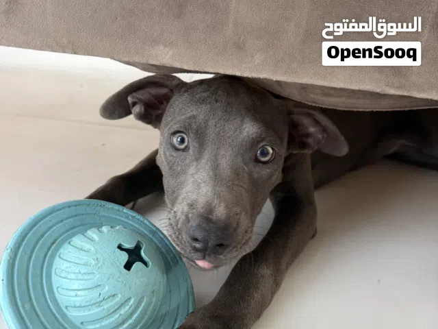 American Bully Classic adoption