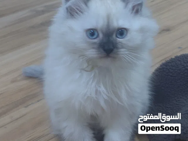 قط ذكر رصاصي  قط ذكر ابيض العمر 3 شهور