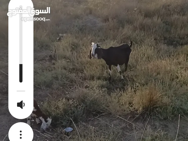 صخله للبيع اقرا الوصف