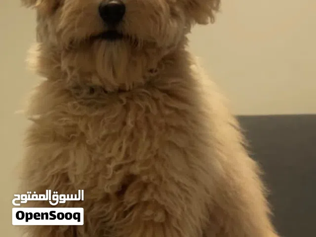 مالتيبو 9 شهور