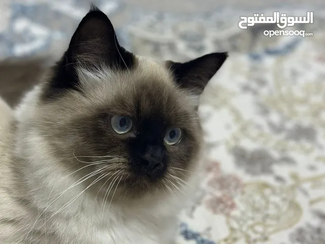قطين هملايا ( للتبني )