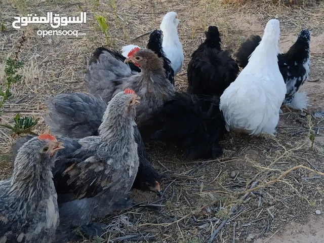 بسم الله ماشاءالله متوفر انتاج استرالي العمر 3شهور العدد 11 الطرف سعر الطرف 40 دينار المكان الرابطه