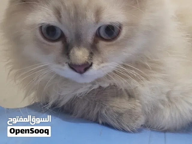 قطتين شيرازي ذكر و أنثى للبيع بسعر 40 الف