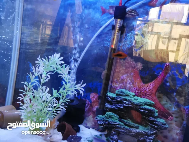 حوض سمك مع ماطور وهيتر وفلتر سقفي وانارة 3 الوان .