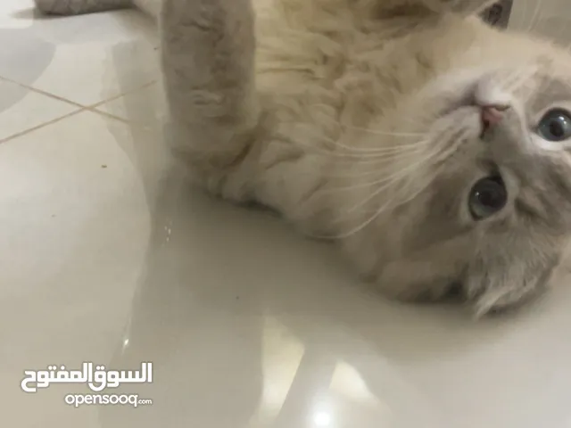 قطة هملايا مكس سكوتش فولد للبيع