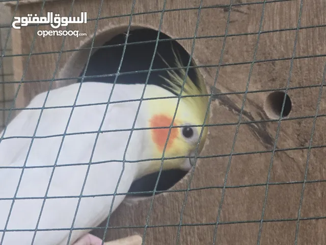 السلام عليكم طيور للبيع اقره الوصف مع القفص