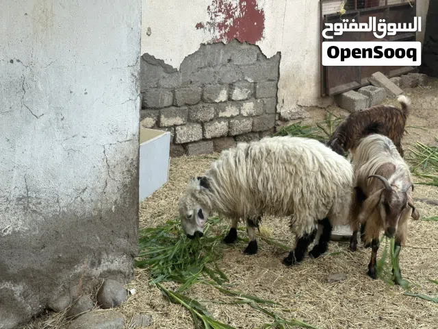 كبش  مطعوم عماني