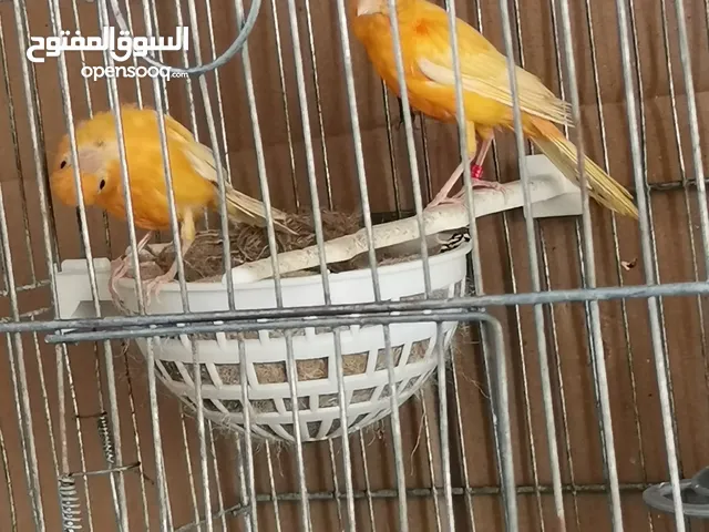 جوز كنار جزريات شغالات